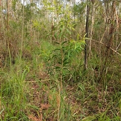 Callistemon salignus at Lower Pappinbarra, NSW - 11 Jan 2025 by dave@kerrie