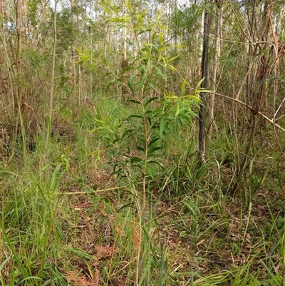 Callistemon salignus at Lower Pappinbarra, NSW - 12 Jan 2025 by dave@kerrie