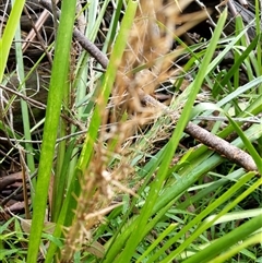 Lomandra longifolia (Spiny-headed Mat-rush, Honey Reed) at Lower Pappinbarra, NSW - 12 Jan 2025 by dave@kerrie