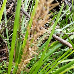 Lomandra longifolia at Lower Pappinbarra, NSW - 12 Jan 2025 08:01 AM