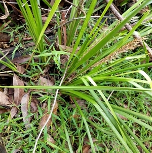 Lomandra longifolia at Lower Pappinbarra, NSW - 12 Jan 2025 08:01 AM