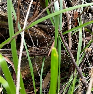 Lomandra longifolia at Lower Pappinbarra, NSW - 12 Jan 2025 08:01 AM