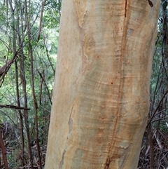 Eucalyptus grandis at Lower Pappinbarra, NSW - 11 Jan 2025 by dave@kerrie