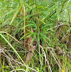 Unidentified Other Shrub at Lower Pappinbarra, NSW - 12 Jan 2025 by dave@kerrie