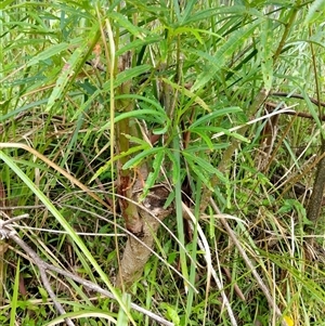 Unidentified Other Shrub at Lower Pappinbarra, NSW by dave@kerrie