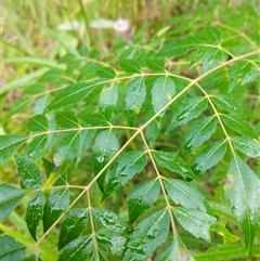 Melia azedarach at Lower Pappinbarra, NSW - 12 Jan 2025 by dave@kerrie