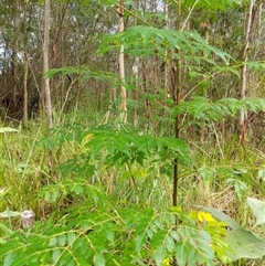 Melia azedarach at Lower Pappinbarra, NSW - 12 Jan 2025 07:50 AM
