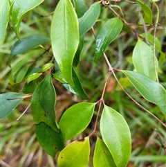 Unidentified Plant at Lower Pappinbarra, NSW - 10 Jan 2025 by dave@kerrie