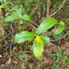 Myrsine variabilis at Lower Pappinbarra, NSW - 11 Jan 2025 by dave@kerrie