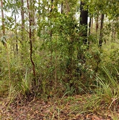 Myrsine variabilis at Lower Pappinbarra, NSW - 11 Jan 2025 09:55 AM