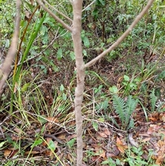 Myrsine variabilis at Lower Pappinbarra, NSW - 11 Jan 2025 09:55 AM