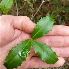 Myrsine variabilis at Lower Pappinbarra, NSW - 11 Jan 2025 09:55 AM