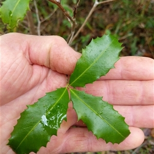 Myrsine variabilis at Lower Pappinbarra, NSW - 11 Jan 2025 09:55 AM