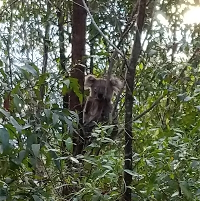 Phascolarctos cinereus (Koala) at Lower Pappinbarra, NSW - 9 Jan 2025 by dave@kerrie