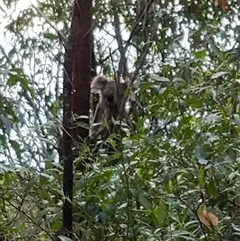 Phascolarctos cinereus at Lower Pappinbarra, NSW - 9 Jan 2025 07:16 PM