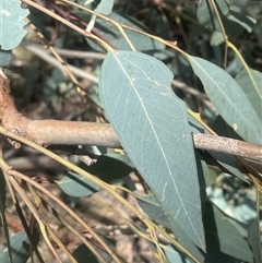 Eucalyptus camaldulensis subsp. camaldulensis (River Red Gum) at Binalong, NSW - 9 Jan 2025 by JaneR