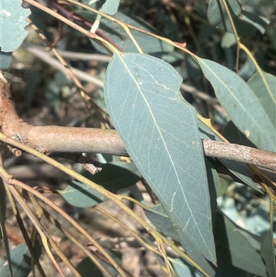 Eucalyptus camaldulensis subsp. camaldulensis (River Red Gum) at Binalong, NSW - 9 Jan 2025 by JaneR