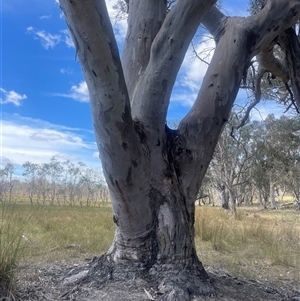 Eucalyptus camaldulensis subsp. camaldulensis at Binalong, NSW - 9 Jan 2025 11:39 AM