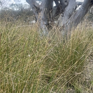 Carex tereticaulis at Binalong, NSW - 9 Jan 2025