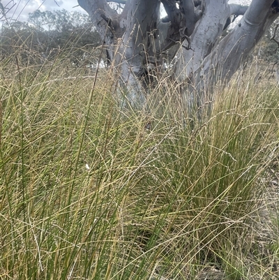 Carex tereticaulis (Poongort) at Binalong, NSW - 9 Jan 2025 by JaneR