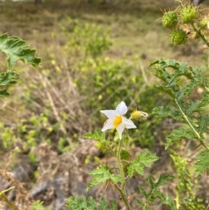 Solanum sisymbriifolium at Brownlow Hill, NSW - 9 Jan 2025 11:43 AM