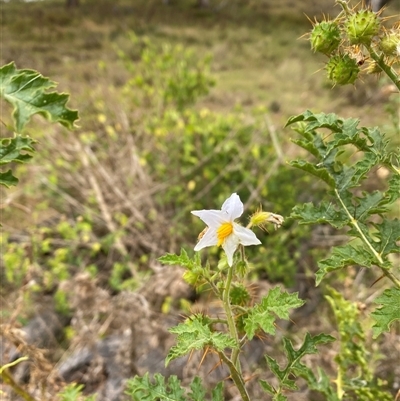 Solanum sisymbriifolium (Sticky Nightshade) at Brownlow Hill, NSW - 9 Jan 2025 by elisebird