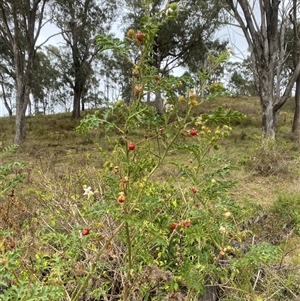 Solanum sisymbriifolium at Brownlow Hill, NSW - 9 Jan 2025 11:43 AM