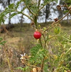 Solanum sisymbriifolium at Brownlow Hill, NSW - 9 Jan 2025 11:43 AM