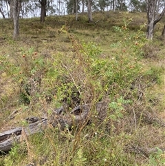 Solanum sisymbriifolium at Brownlow Hill, NSW - 9 Jan 2025 11:43 AM