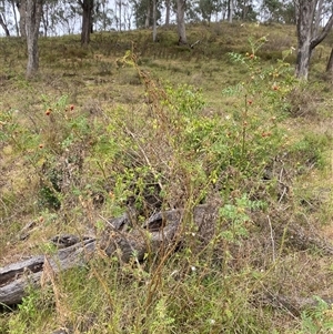 Solanum sisymbriifolium at Brownlow Hill, NSW - 9 Jan 2025 11:43 AM