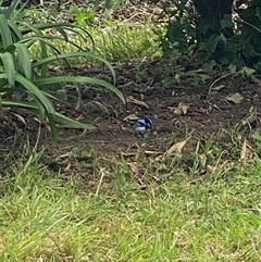 Malurus cyaneus (Superb Fairywren) at Brownlow Hill, NSW - 14 Jan 2025 by elisebird