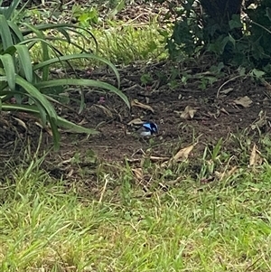 Malurus cyaneus (Superb Fairywren) at Brownlow Hill, NSW by elisebird