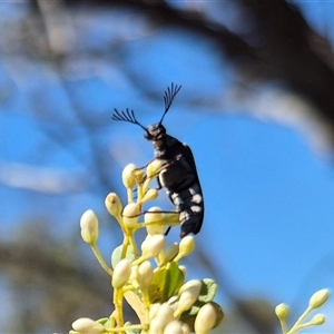 Euctenia sp. (genus) at Bungendore, NSW - suppressed