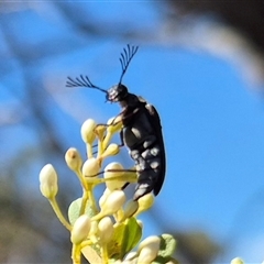 Euctenia sp. (genus) at Bungendore, NSW - suppressed