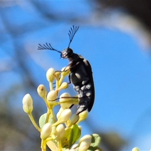 Euctenia sp. (genus) at Bungendore, NSW - suppressed