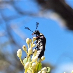 Euctenia sp. (genus) at Bungendore, NSW - suppressed