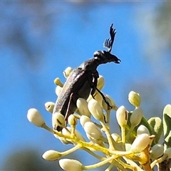 Euctenia sp. (genus) at Bungendore, NSW - suppressed