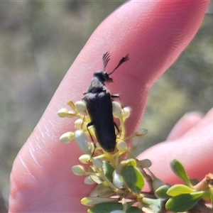 Euctenia sp. (genus) at Bungendore, NSW - suppressed