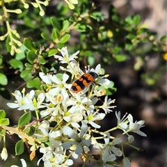 Castiarina crenata (Jewel beetle) at Bungendore, NSW - 14 Jan 2025 by clarehoneydove