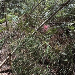 Grevillea sp. at Woorim, QLD - 13 Jan 2025 by lbradley