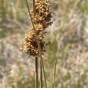 Juncus australis at Binalong, NSW - 9 Jan 2025