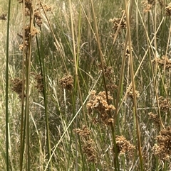 Juncus australis at Binalong, NSW - 9 Jan 2025