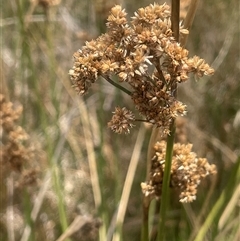 Juncus australis at Binalong, NSW - 9 Jan 2025