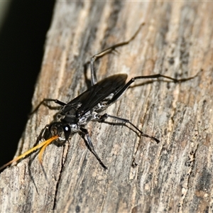 Pompilidae (family) at Fyshwick, ACT - 14 Jan 2025 10:08 AM