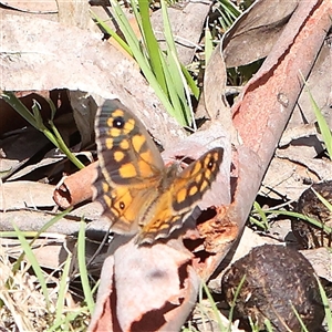 Heteronympha merope (Common Brown Butterfly) at Bruce, ACT by ConBoekel