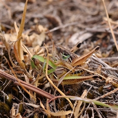 Praxibulus sp. (genus) (A grasshopper) at Manton, NSW - 10 Jan 2025 by ConBoekel