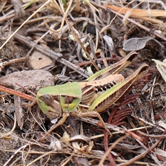 Praxibulus sp. (genus) (A grasshopper) at Manton, NSW - 10 Jan 2025 by ConBoekel