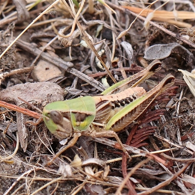 Praxibulus sp. (genus) (A grasshopper) at Manton, NSW - 10 Jan 2025 by ConBoekel