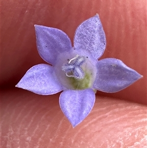 Wahlenbergia gracilis at Woorim, QLD by lbradley