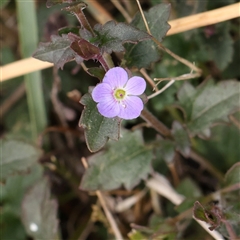 Veronica calycina (Hairy Speedwell) at Manton, NSW - 10 Jan 2025 by ConBoekel